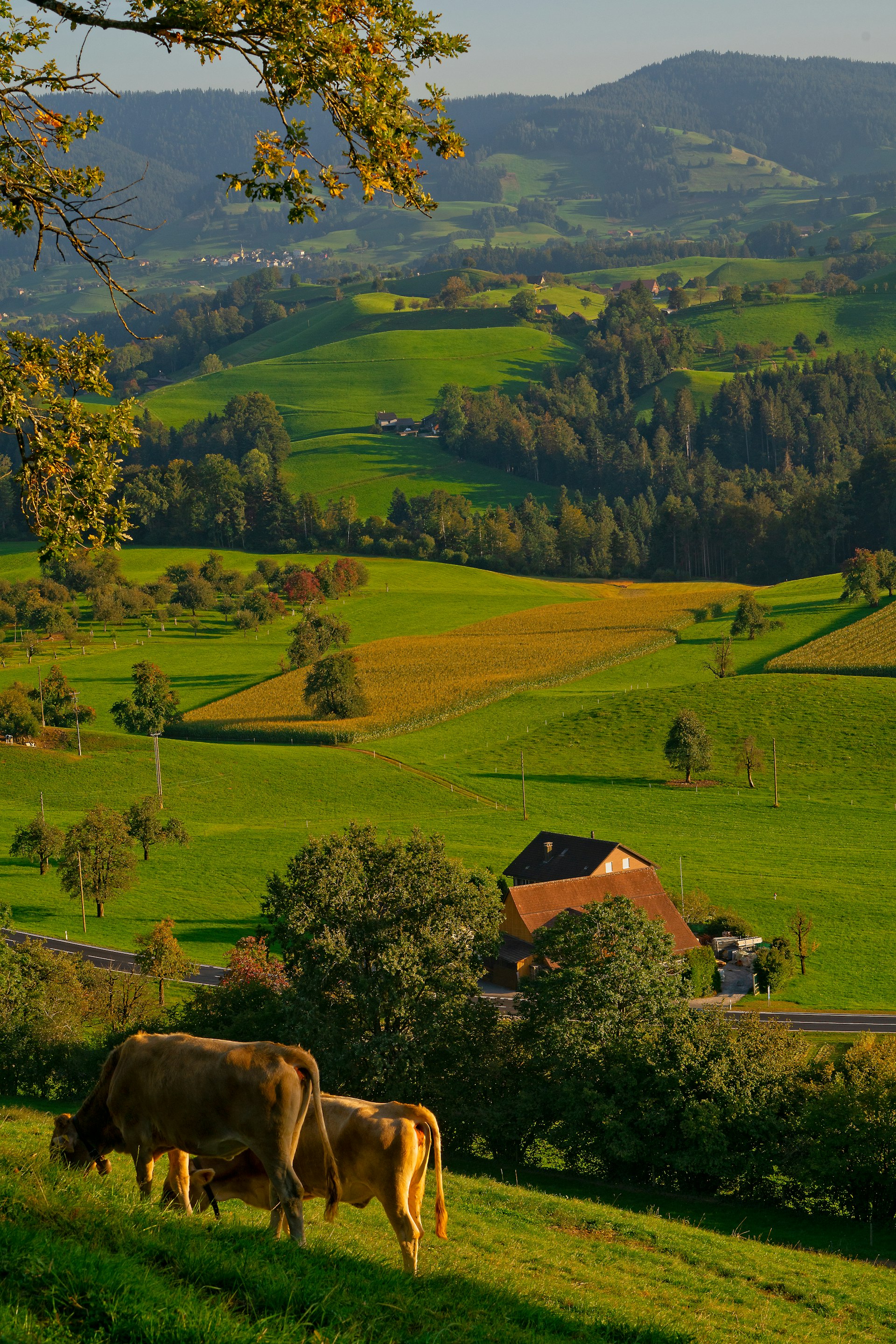 Rinder auf der Weide