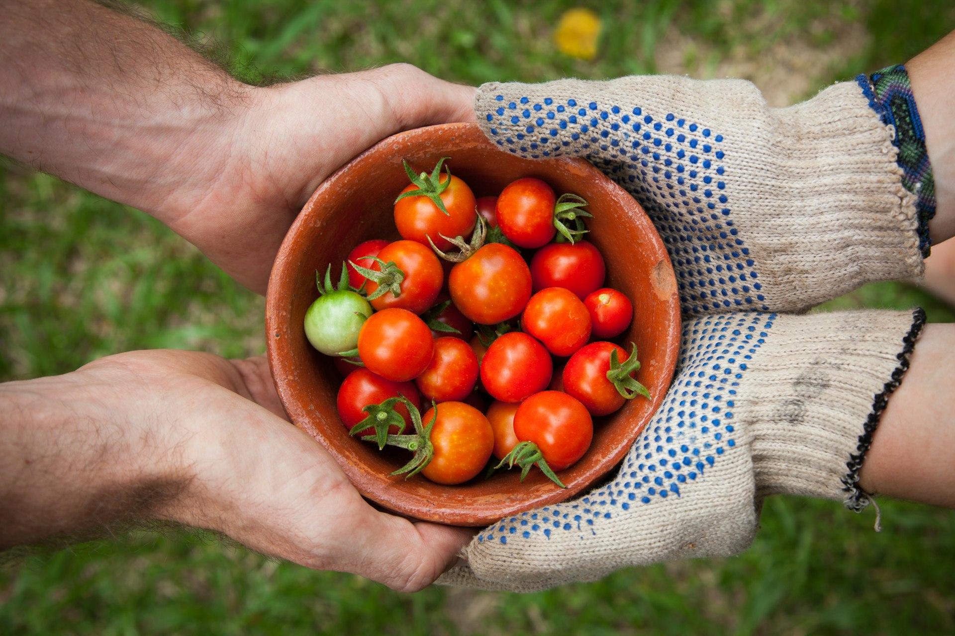 Tomaten in den Händen